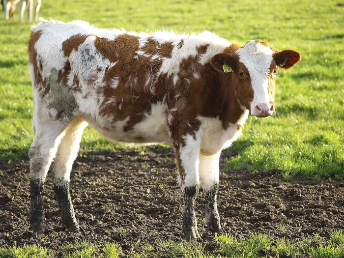 Framed Print : Young calf on green field, showing interest in natural surroundings Framed Print : Young calf on green field, showing interest in natural surroundings