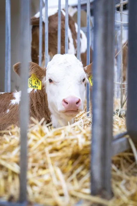 Framed Print : Young calf looks curiously through bars in the stable area