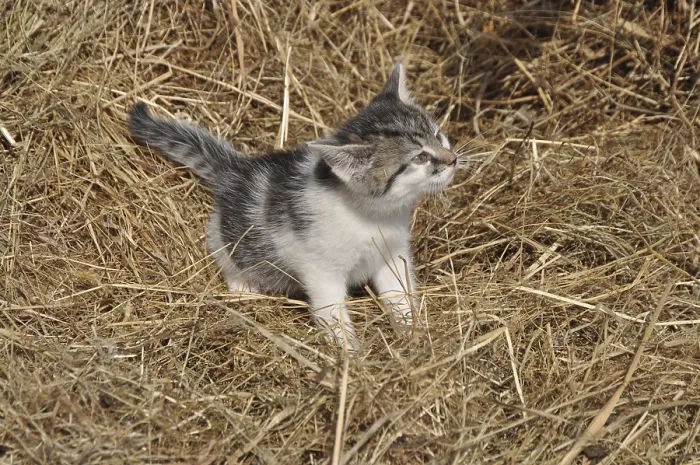 Framed Print : Young cat, kitten, kitten, animal