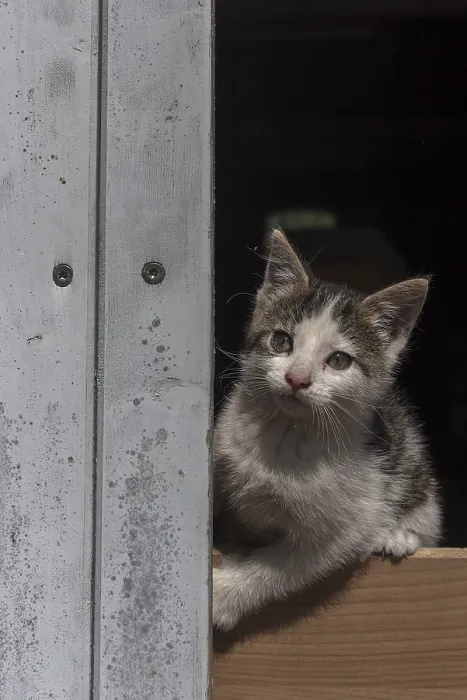 Framed Print : Young cat looking out of a door