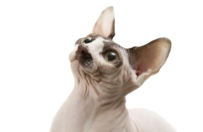Framed Print : Young cat sphynx isolated on a white background