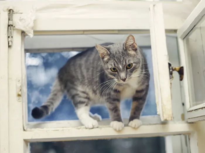 Framed Print : Young cat standing on an open ventilator window