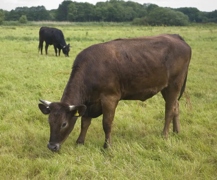 Framed Print : Young cattle graze on Geldeston marshes