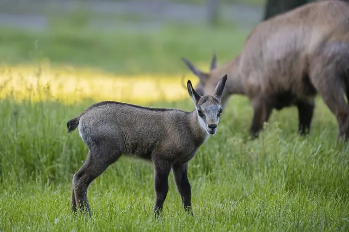 Framed Print : One young Chamois (Rupicapra rupicapra) standing on a fresh green meadow Framed Print : One young Chamois (Rupicapra rupicapra) standing on a fresh green meadow