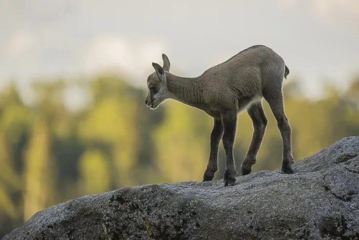Framed Print : One young Chamois (Rupicapra rupicapra) standing on a rock