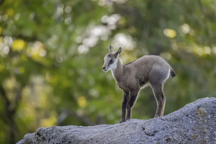 Framed Print : One young Chamois (Rupicapra rupicapra) standing on a rock
