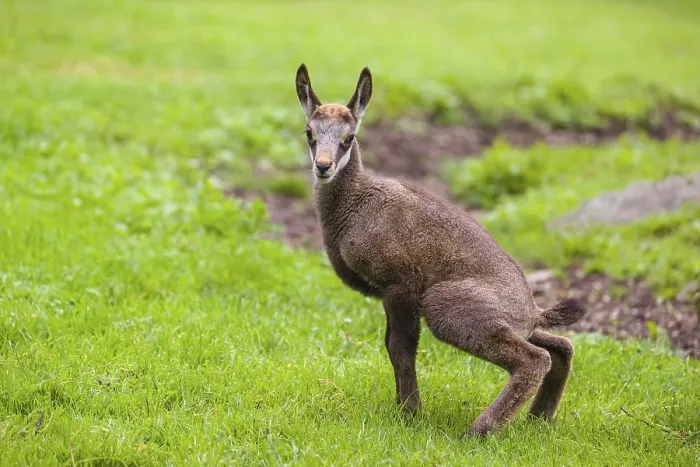 Framed Print : A young Chamois (Rupicapra rupicapra) stands on a fresh green meadow Framed Print : A young Chamois (Rupicapra rupicapra) stands on a fresh green meadow