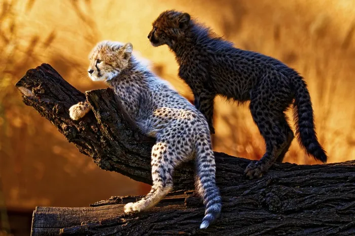 Framed Print : Young cheetahs (Acinonyx jubatus) playing with each other Framed Print : Young cheetahs (Acinonyx jubatus) playing with each other
