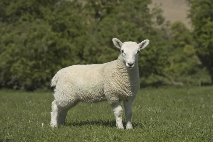 Framed Print : Young Cheviot lamb on spring pasture in Downland Framed Print : Young Cheviot lamb on spring pasture in Downland