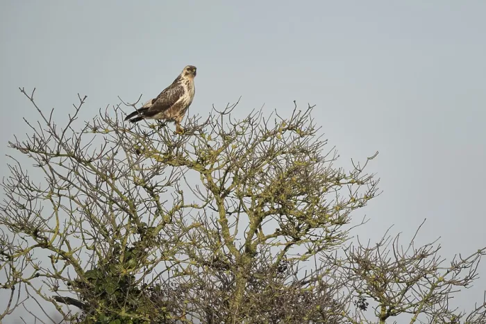 Framed Print : Young common buzzard (Buteo buteo) sitting on a shrub Framed Print : Young common buzzard (Buteo buteo) sitting on a shrub