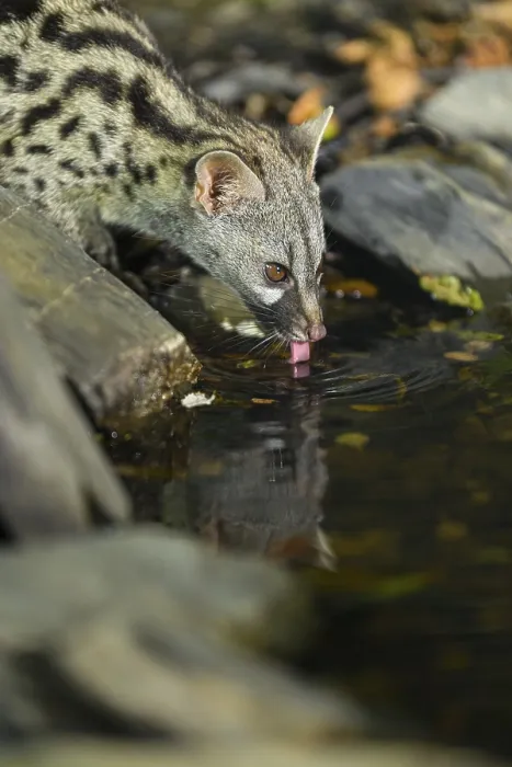 Framed Print : Young Common genet (Genetta genetta) drinking at the shore of a lake