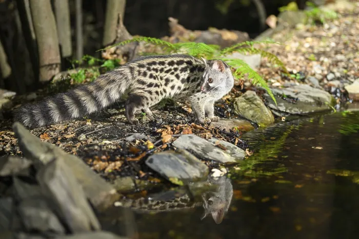 Framed Print : Young Common genet (Genetta genetta) at the shore of a lake