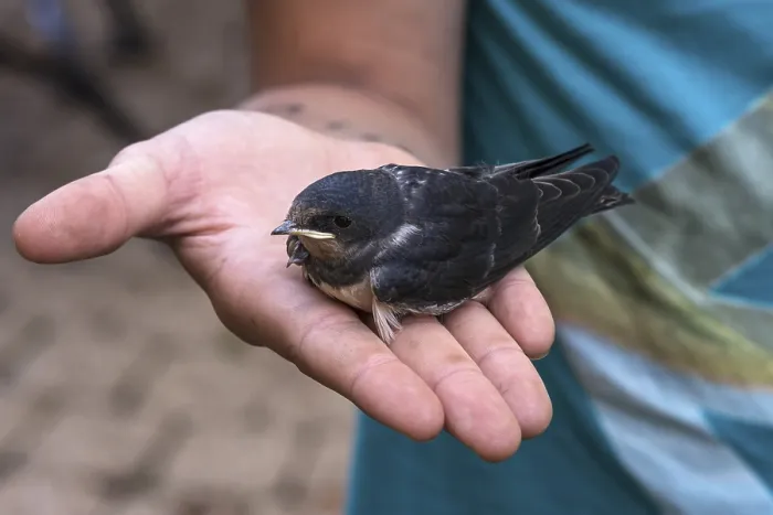 Framed Print : Young Common house martin (Delichon urbicum) is sitting on the hand