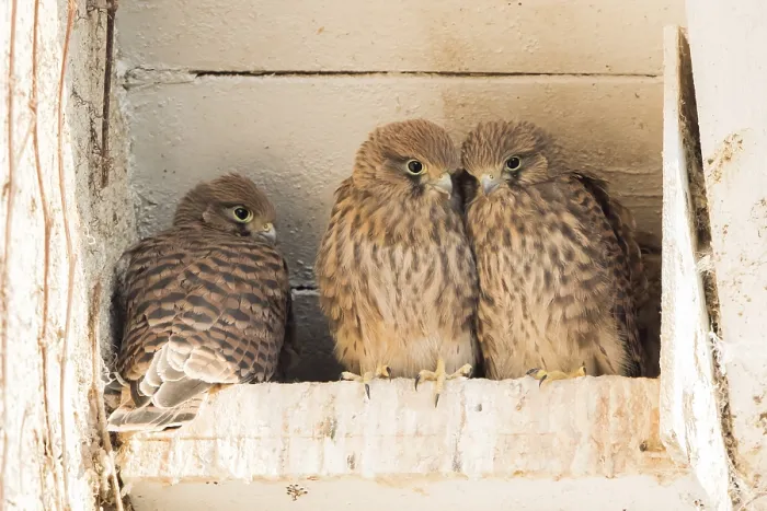 Framed Print : Three young common kestrels (Falco tinnunculus) in nest box Framed Print : Three young common kestrels (Falco tinnunculus) in nest box
