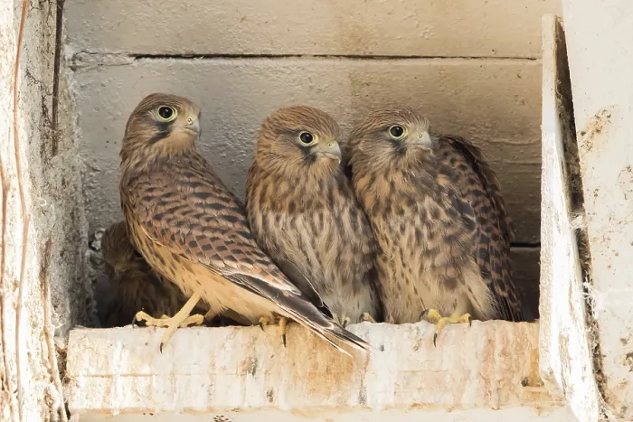 Framed Print : Young common kestrels (Falco tinnunculus) in nest box