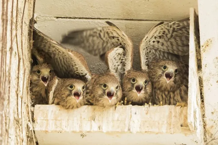 Framed Print : Five young common kestrels (Falco tinnunculus) in nesting box