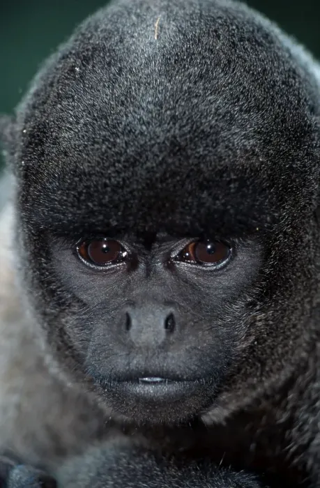 Framed Print : Young Common Woolly Monkey (Lagothrix lagotricha) Framed Print : Young Common Woolly Monkey (Lagothrix lagotricha)