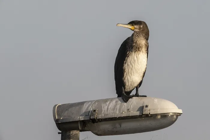 Framed Print : Young cormorant (Phalacrocorax carbo) on a lantern Framed Print : Young cormorant (Phalacrocorax carbo) on a lantern