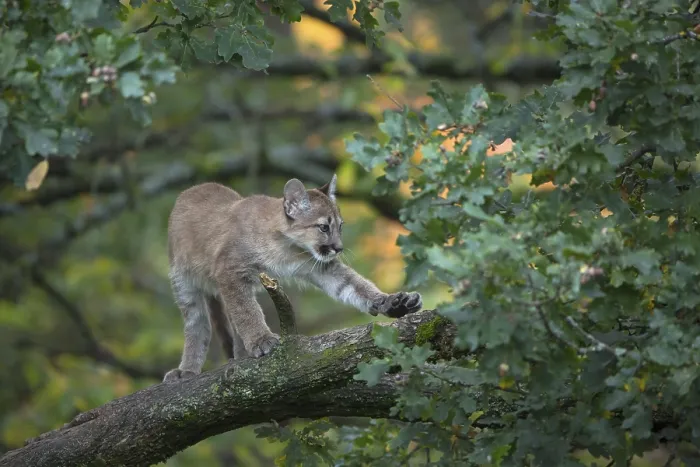 Framed Print : One young cougar, Puma concolor