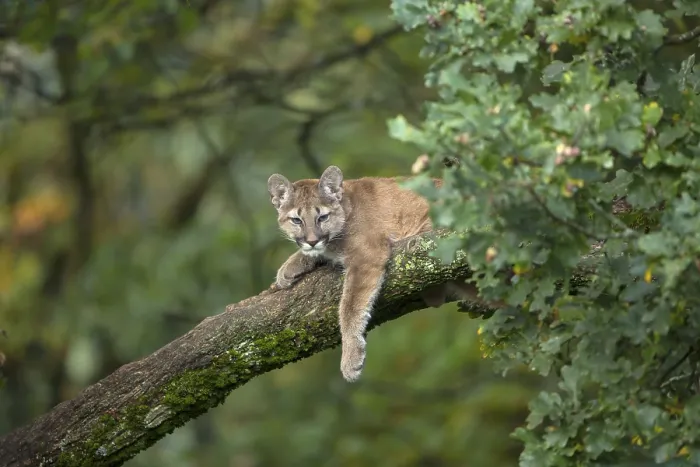 Framed Print : One young cougar, Puma concolor
