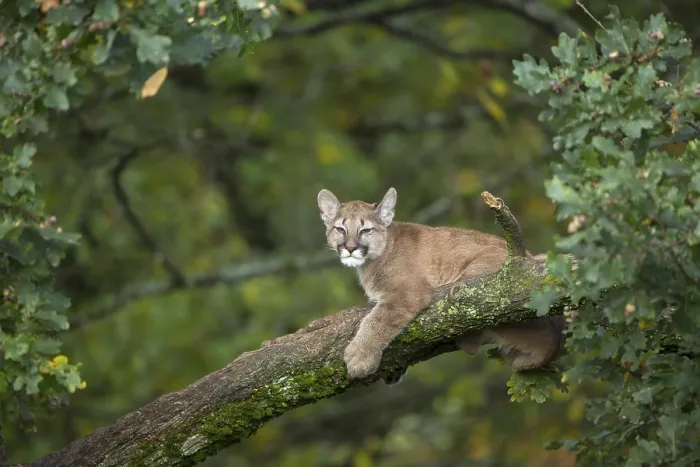Framed Print : One young cougar, Puma concolor Framed Print : One young cougar, Puma concolor