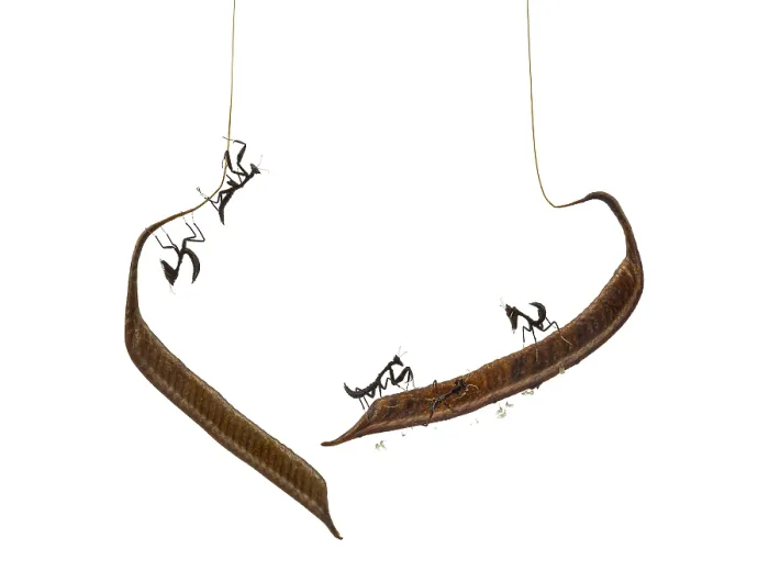 Framed Print : Young dead leaf mantises on a Ootheca - Acanthops Sp - isloated on white