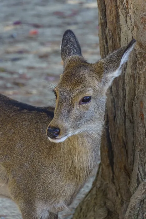 Framed Print : Young deer leaning against a tree and looking intently at the surrounding area