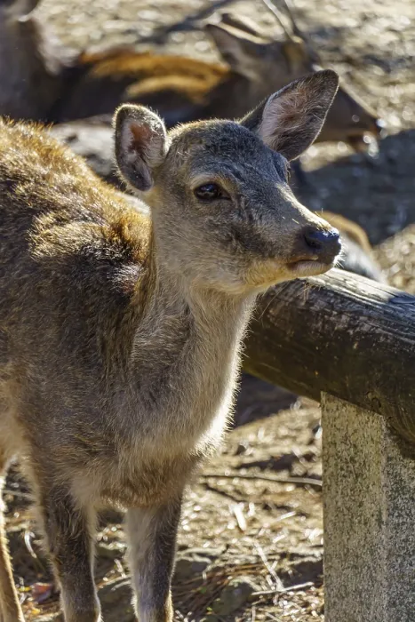 Framed Print : A young deer leaning against a wooden railing in sunlight
