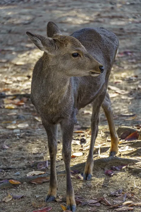 Framed Print : Young deer standing on a forest floor surrounded by fallen leaves