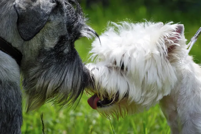 Framed Print : Two young dogs friendly meeting