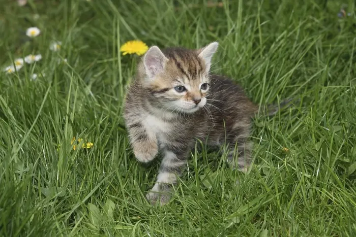 Framed Print : Young domestic cat in the grass