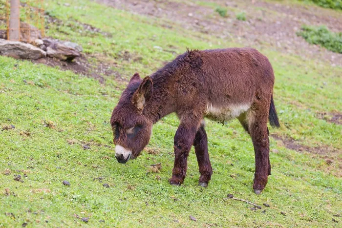 Framed Print : A young domestic donkey, Equus (africanus) asinus stands on a green paddock