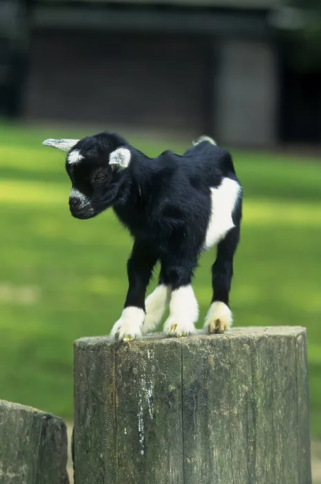 Framed Print : Young domestic goat