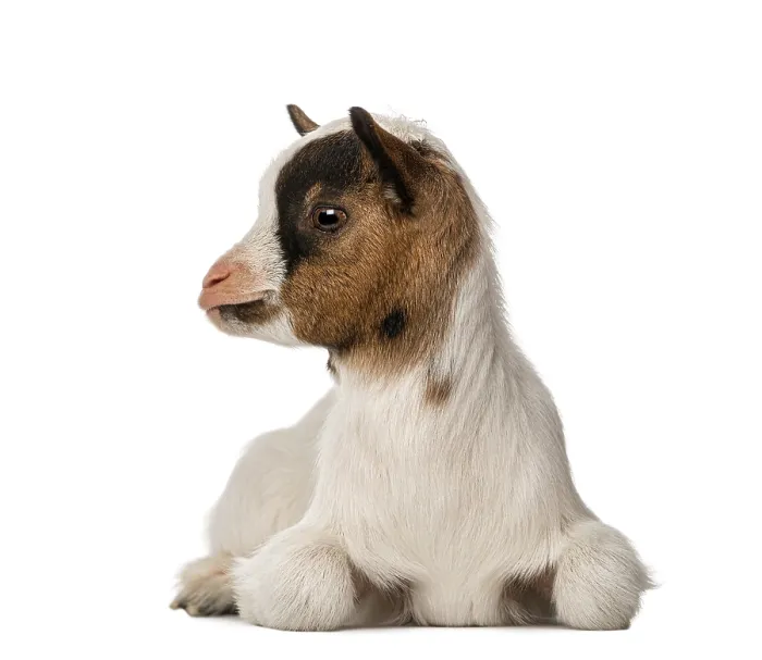 Framed Print : Young domestic goat