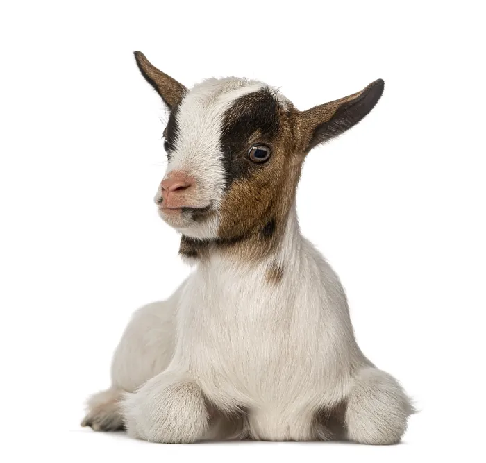 Framed Print : Young domestic goat Framed Print : Young domestic goat