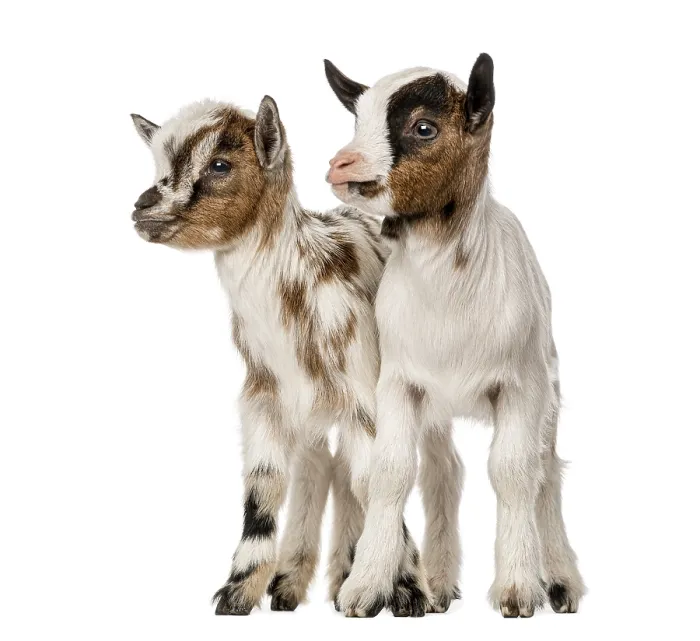 Framed Print : Two Young domestic goats, kids, isolated on white
