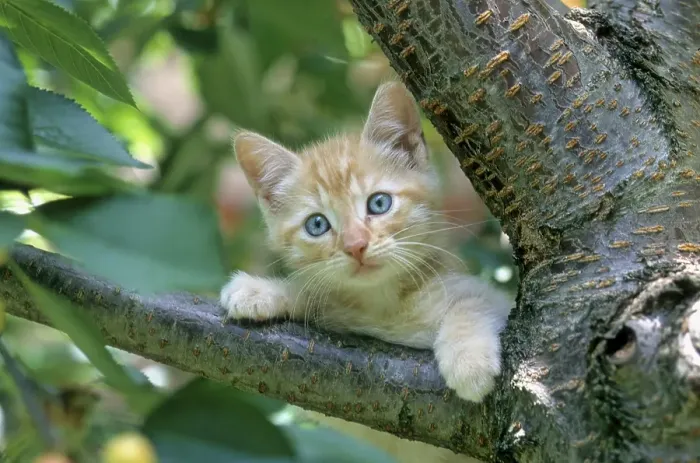Framed Print : Young domestic kitten, 7 weeks