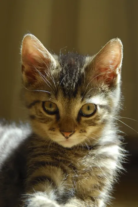 Framed Print : Young domestic kitten, mackerel