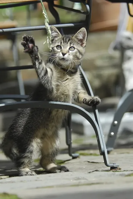 Framed Print : Young domestic kitten, tabby, standing erect at a garden chair and playing with a blade of grass Framed Print : Young domestic kitten, tabby, standing erect at a garden chair and playing with a blade of grass