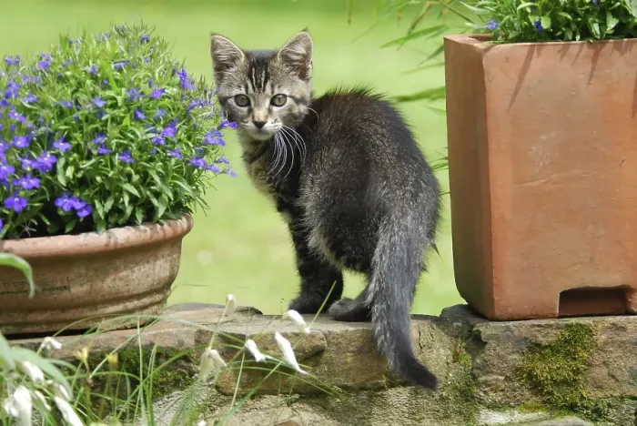 Framed Print : Young domestic kitten, tabby, on a wall between flowerpots