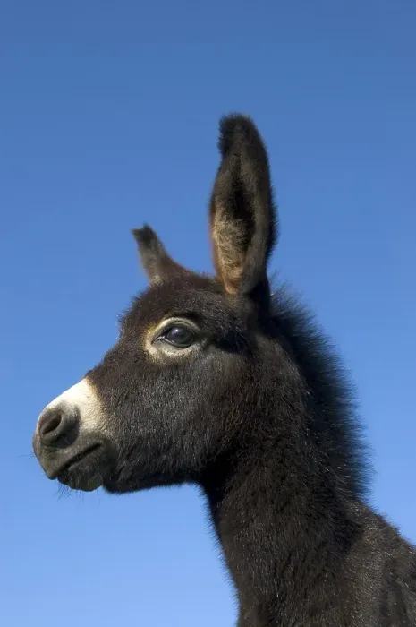 Framed Print : Young donkey