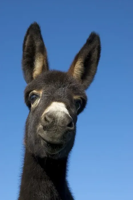 Framed Print : Young donkey Framed Print : Young donkey