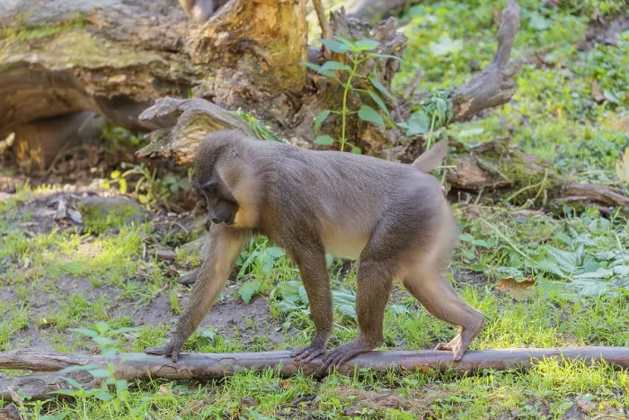 Framed Print : A young drill (Mandrillus leucophaeus) runs across the green forest floor between rocks and logs
