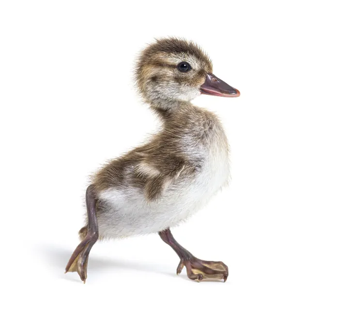 Framed Print : Young duckling of Bernier's teal