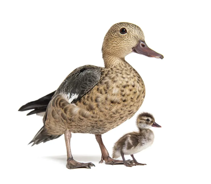 Framed Print : Young duckling of Madagascar teal duck