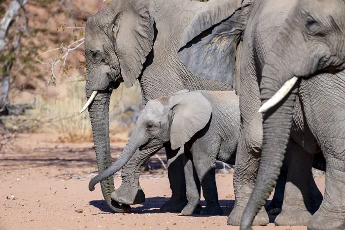 Framed Print : Young elephant among other elephants in the herd Framed Print : Young elephant among other elephants in the herd