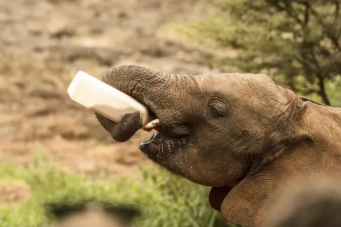 Framed Print : Young Elephant (Loxodonta africana) drinks from bottle Framed Print : Young Elephant (Loxodonta africana) drinks from bottle