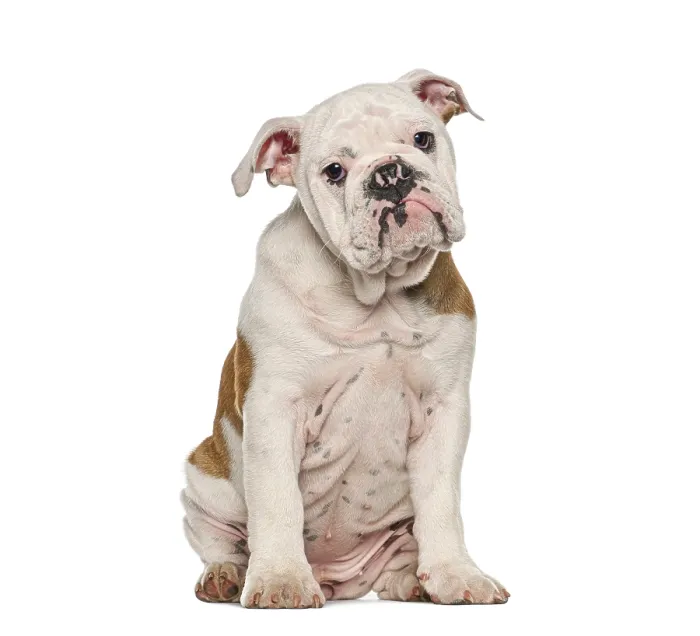 Framed Print : Young english bulldog puppy sitting on white background looking directly at camera