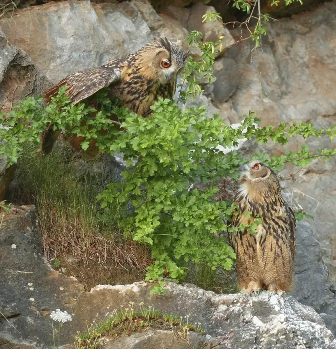 Framed Print : Two young Eurasian eagle-owls (Bubo bubo) in a quarry Framed Print : Two young Eurasian eagle-owls (Bubo bubo) in a quarry