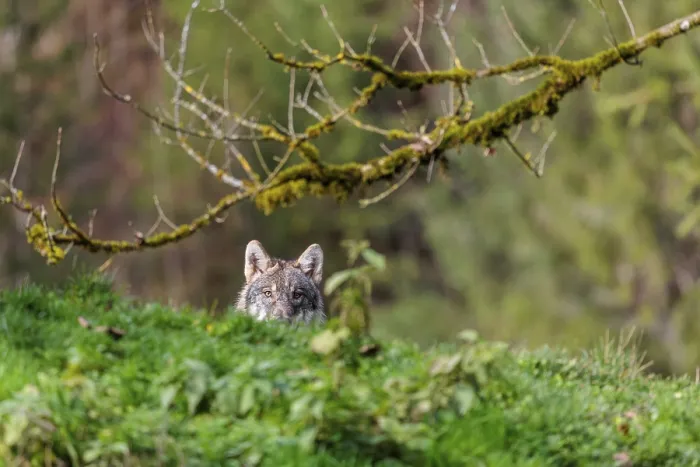 Framed Print : A young eurasian grey wolf (Canis lupus lupus) stands on a green meadow behind a rim of a small hill Framed Print : A young eurasian grey wolf (Canis lupus lupus) stands on a green meadow behind a rim of a small hill